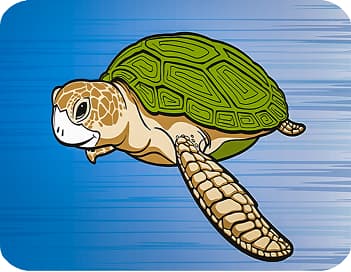 Turtle Theme Collection